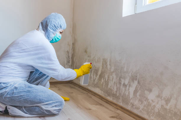 Licensed Mold Testing service in Wade, NC - WQB Mold Removal